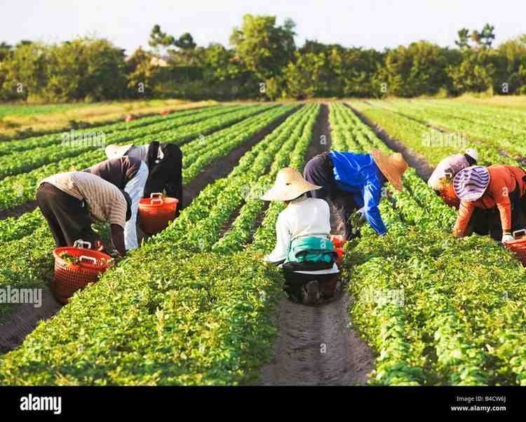 Agriculture and Farming